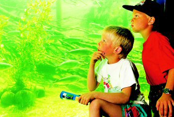 To drenge kikker interesseret på fiskene i søakvariet