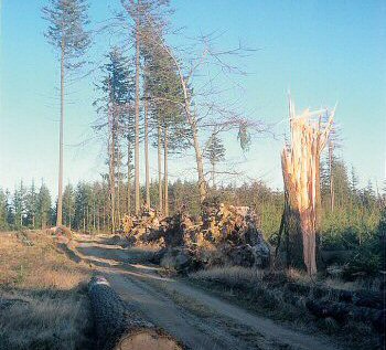Stormfald i Vesterskoven den 24. november 1981